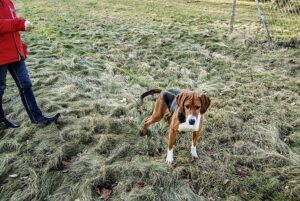 Runlock DogLeash hundkoppel – 1,8 m, 5 mm, gul/svart