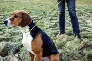 Runlock DogLeash hundkoppel – 1,8 m, 5 mm, gul/svart