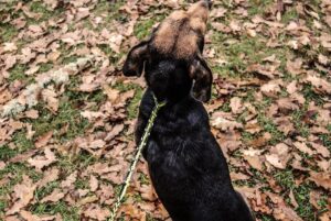 Runlock DogLeash hundkoppel – 1,8 m, 5 mm, gul/svart