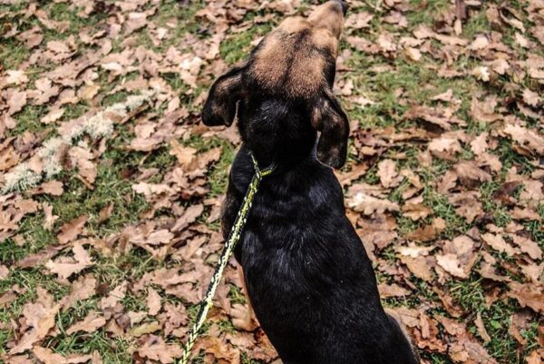 Runlock DogLeash hundkoppel – 1,8 m, 5 mm, gul/svart