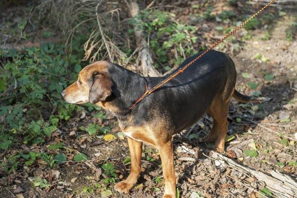 Runlock HuntingLeash jaktkoppel – 1,8–2,8 m, 6 mm